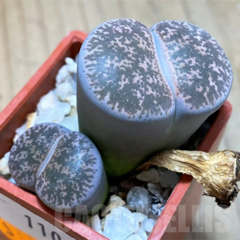 SH11005 Lithops lesliei f. grey C009, SH1740