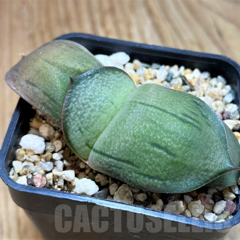 SH10959 Gasteria hybrid -Japan-