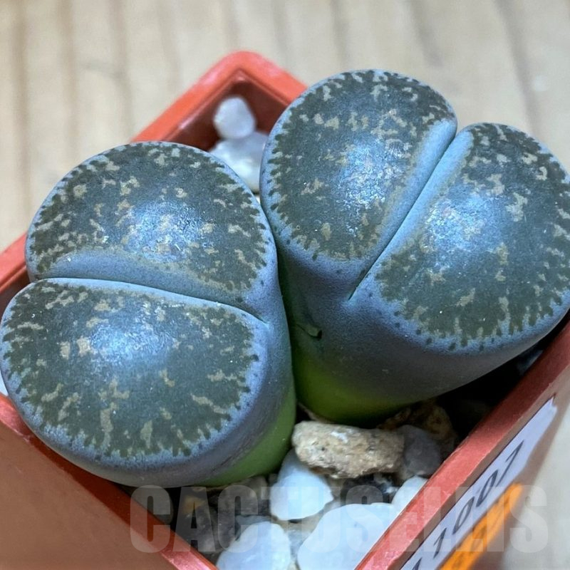 SH11007 Lithops lesliei f. grey C009, SH1740