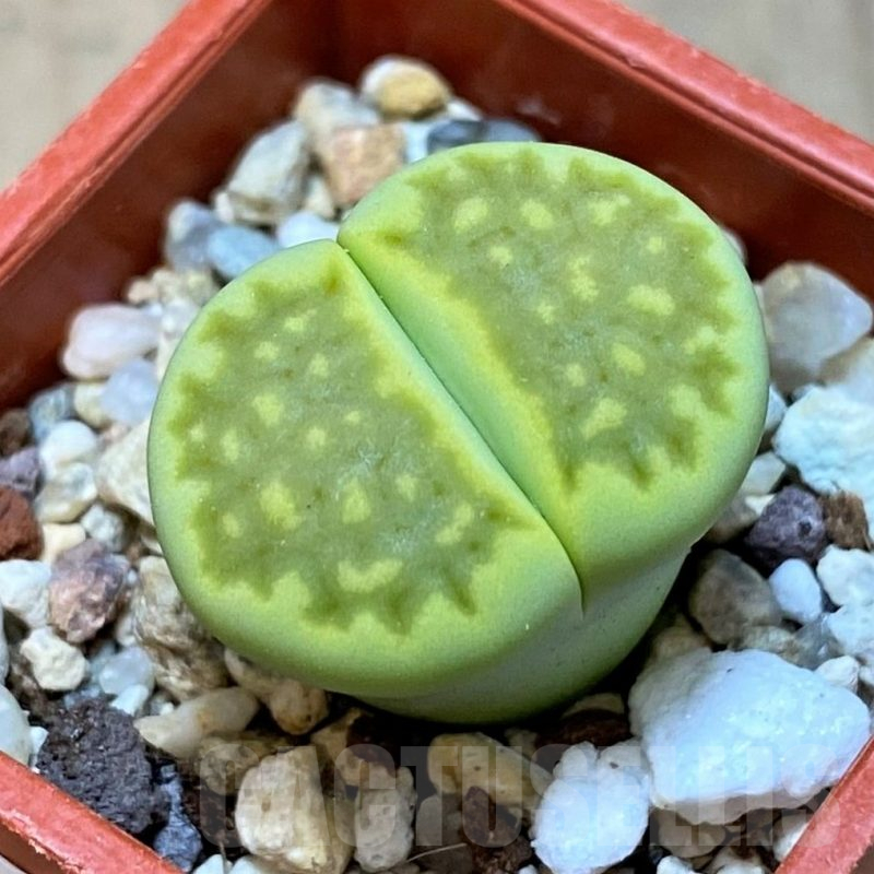 SH11011 Lithops hallii 'Green Soapstone'