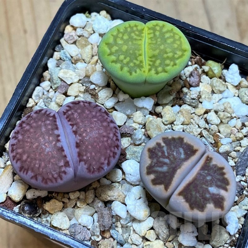 SH11014 Lithops mix