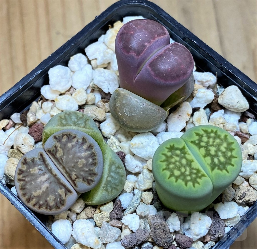 SH11015 Lithops mix