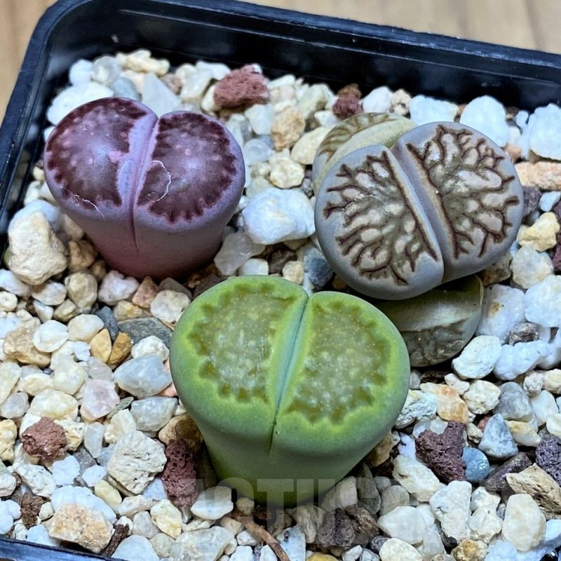 SH11017 Lithops mix