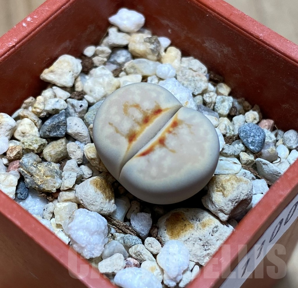 SH11000 Lithops julii 'Hot Lips'