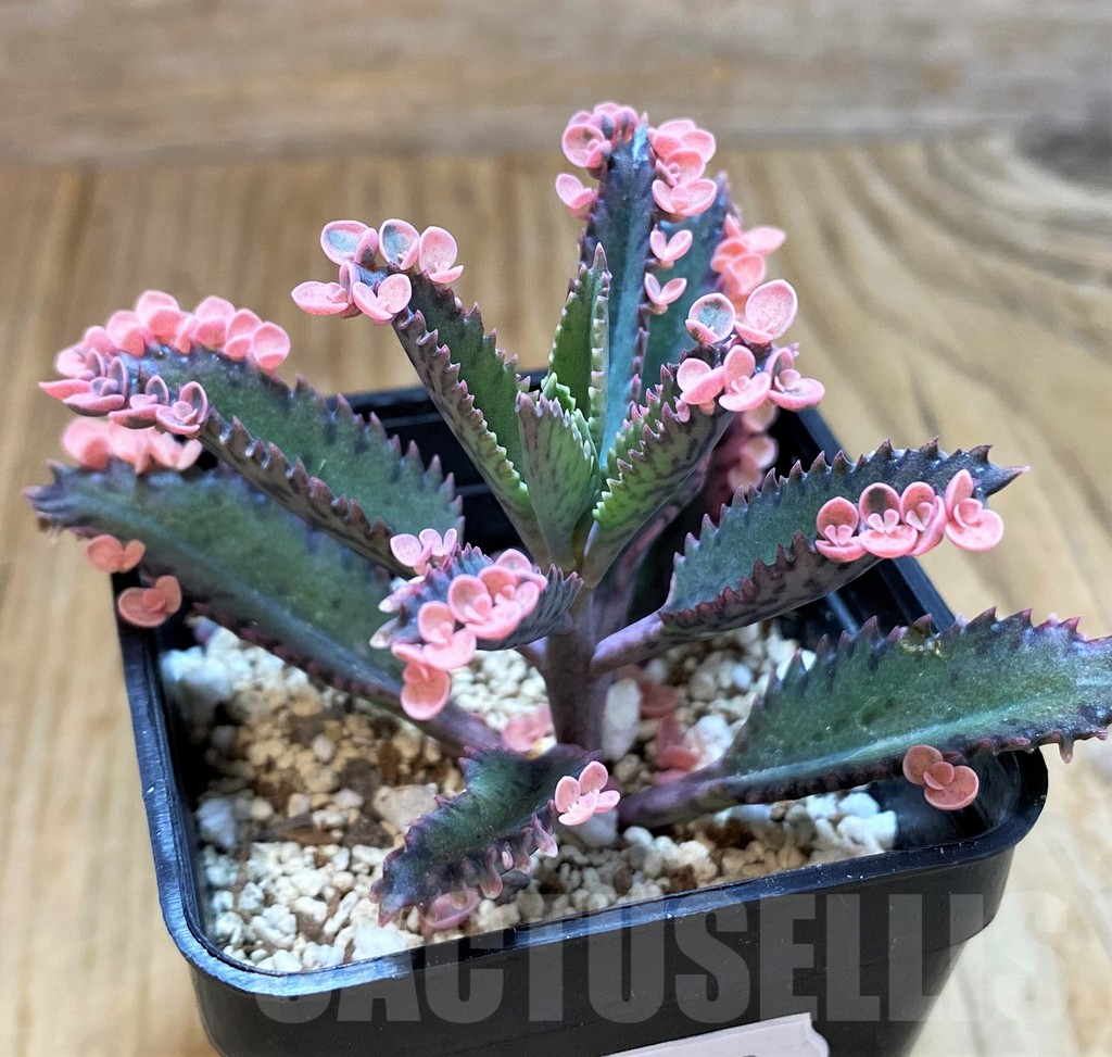 SH10963 Kalanchoe ‘Pink Butterflies’ - Imagen 2
