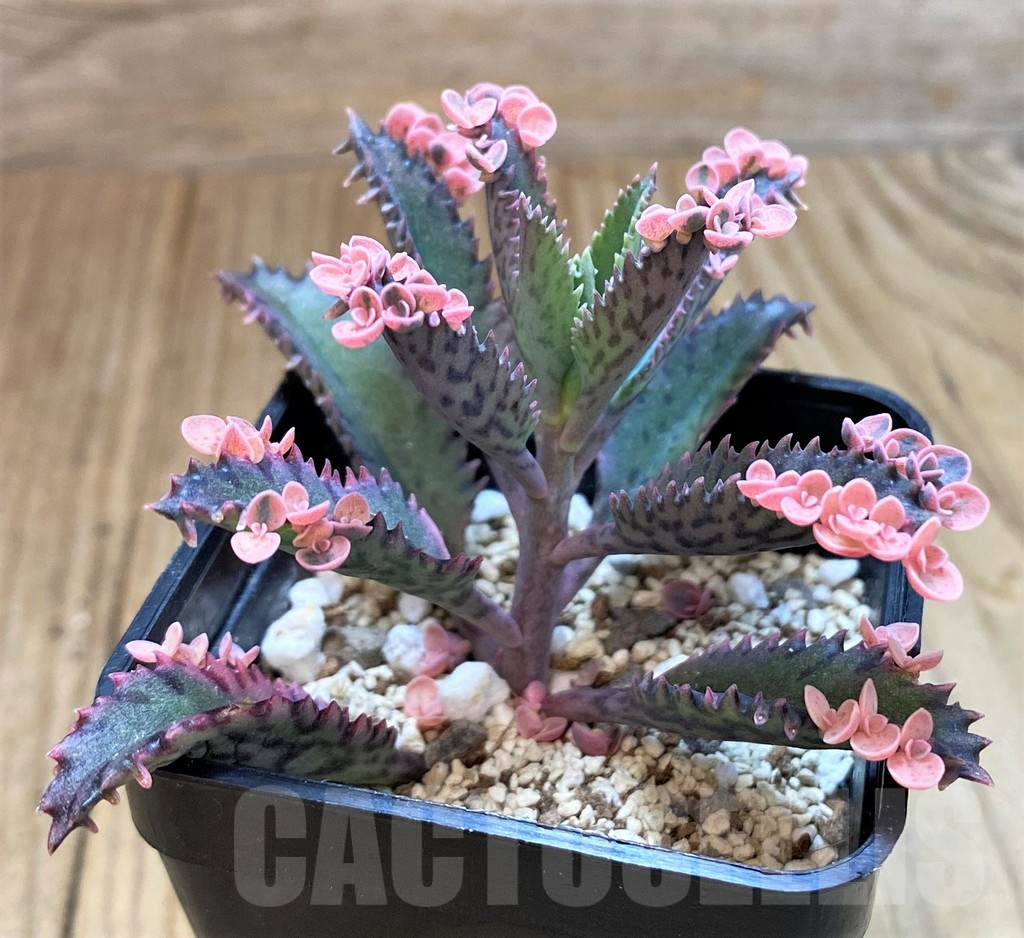 SH10963 Kalanchoe ‘Pink Butterflies’