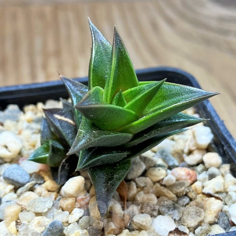 SH10964 Haworthia viscosa, seedling