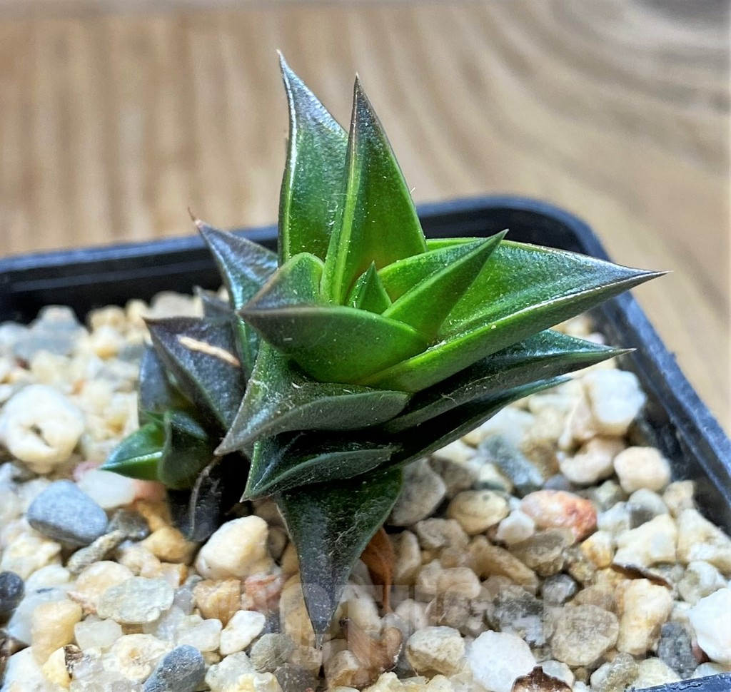 SH10964 Haworthia viscosa, seedling