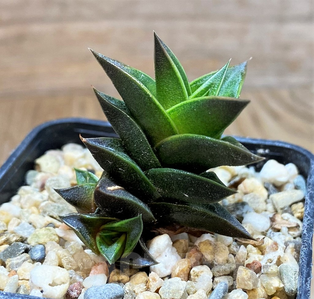 SH10964 Haworthia viscosa, seedling - Image 2