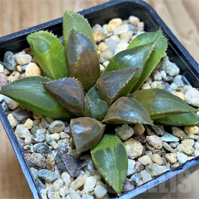 SH10965 Haworthia mirabilis 'Mundula'