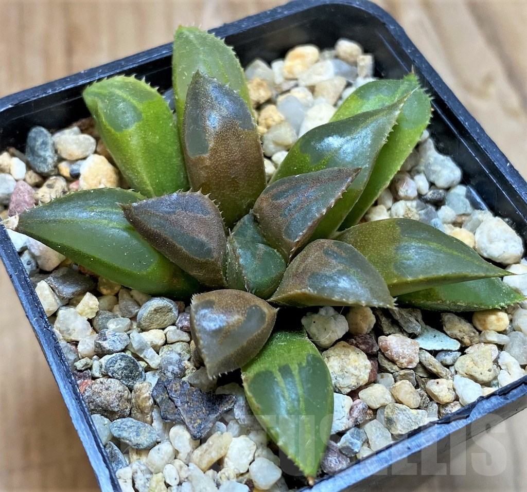 SH10965 Haworthia mirabilis 'Mundula'