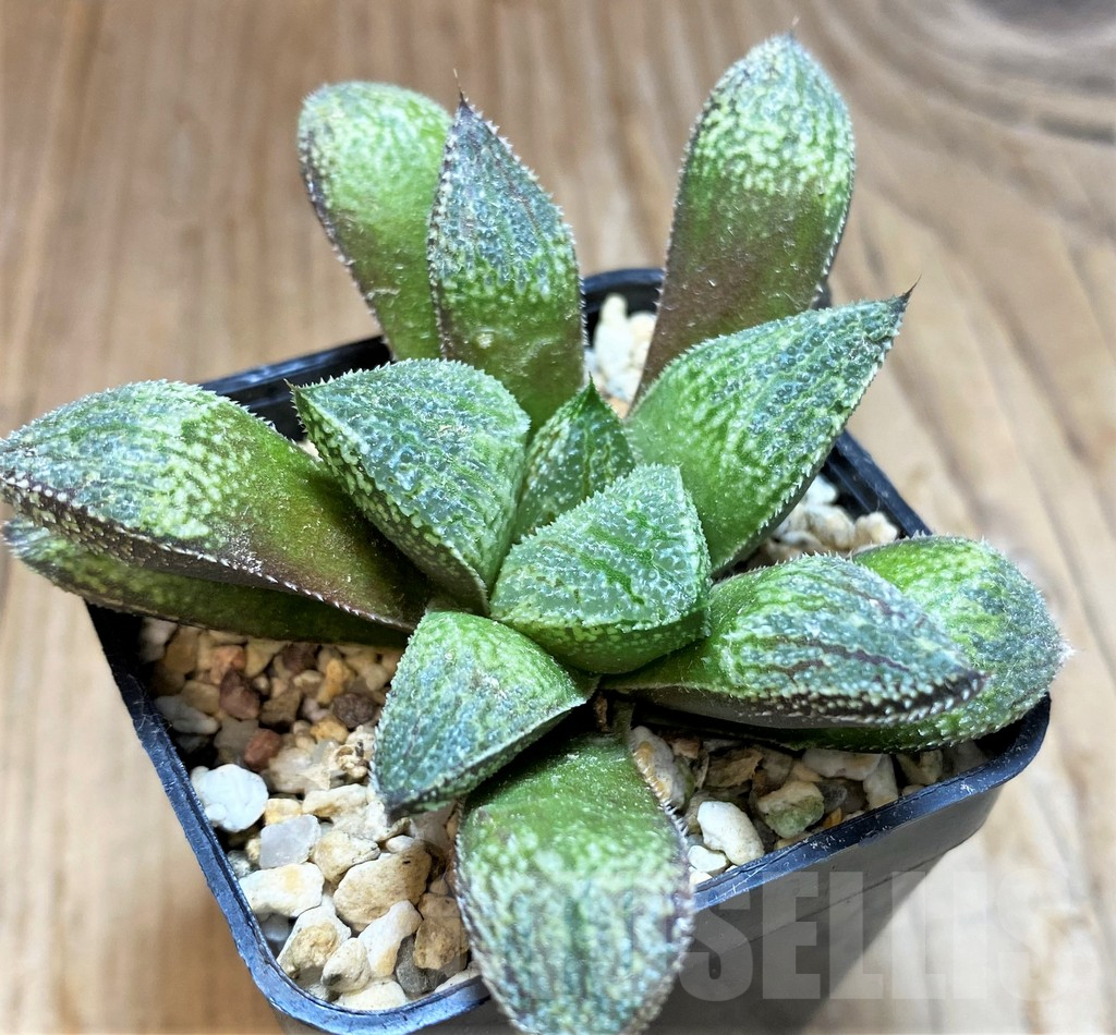 SH10967 Haworthia picta hybrid - Image 2