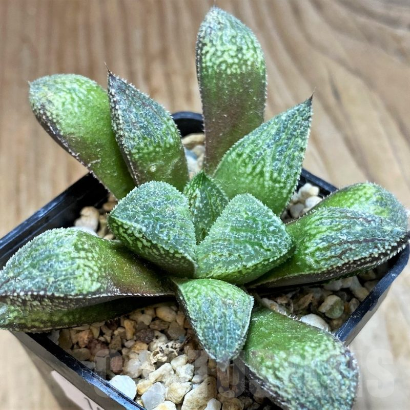 SH10967 Haworthia picta hybrid