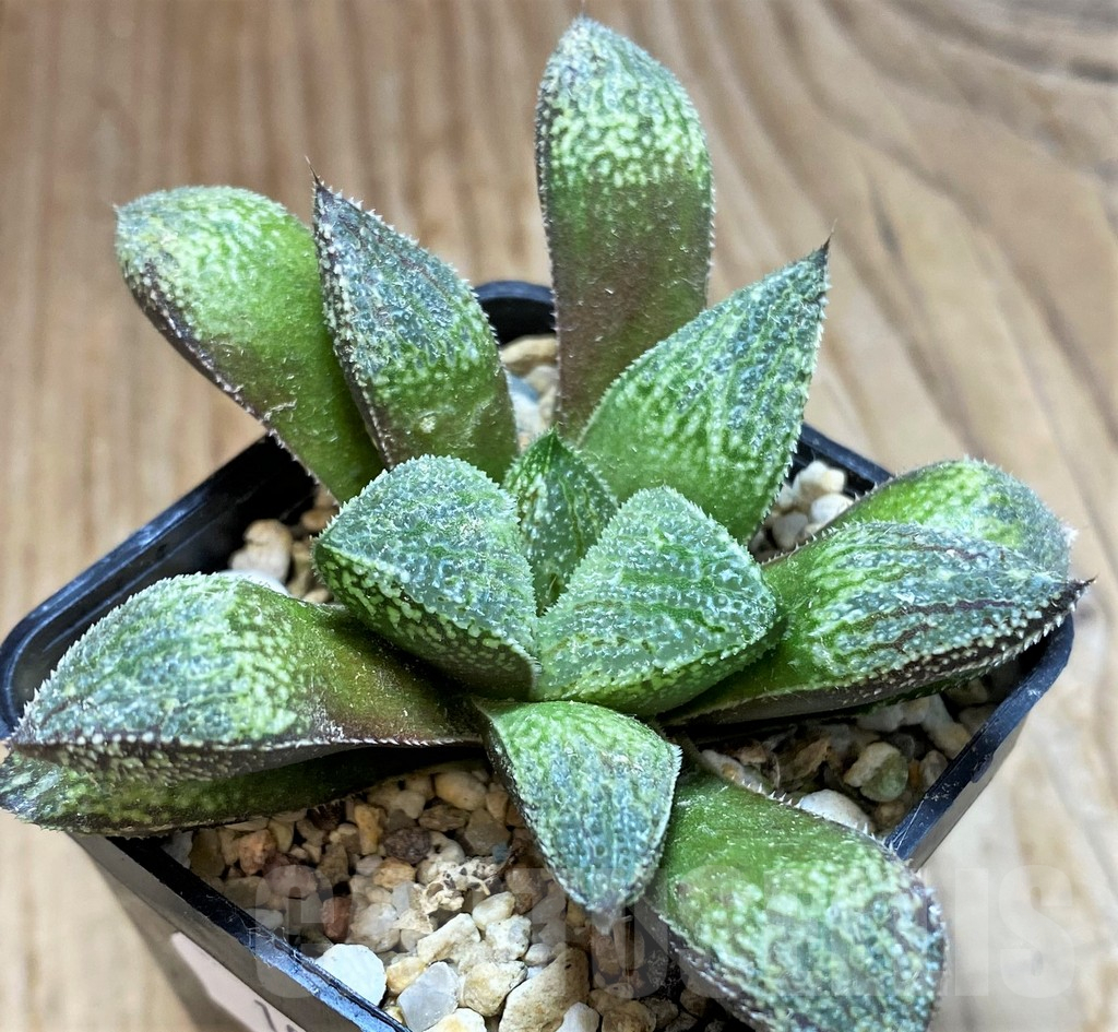 SH10967 Haworthia picta hybrid