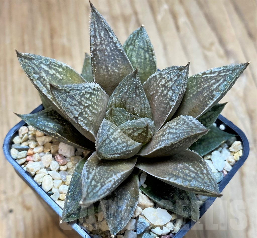 SH10969 Haworthia 'Black Major' x 'Yulia' hybrid F2 - Image 2