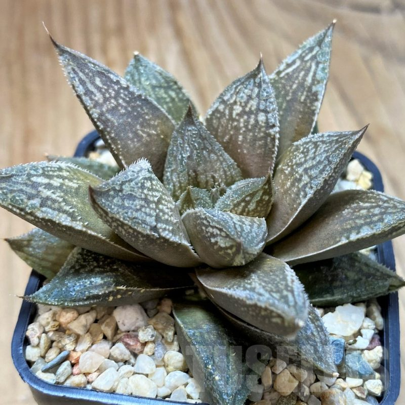 SH10969 Haworthia 'Black Major' x 'Yulia' hybrid F2