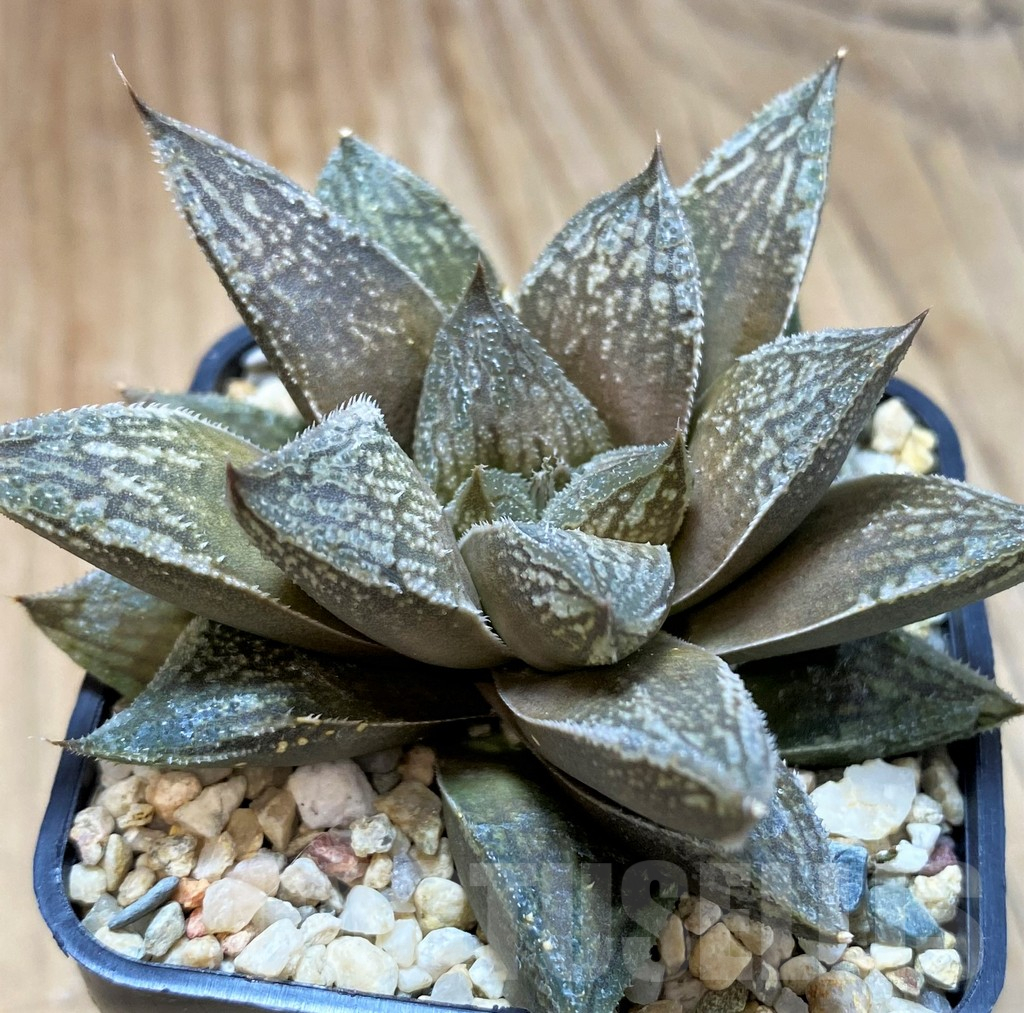SH10969 Haworthia 'Black Major' x 'Yulia' hybrid F2