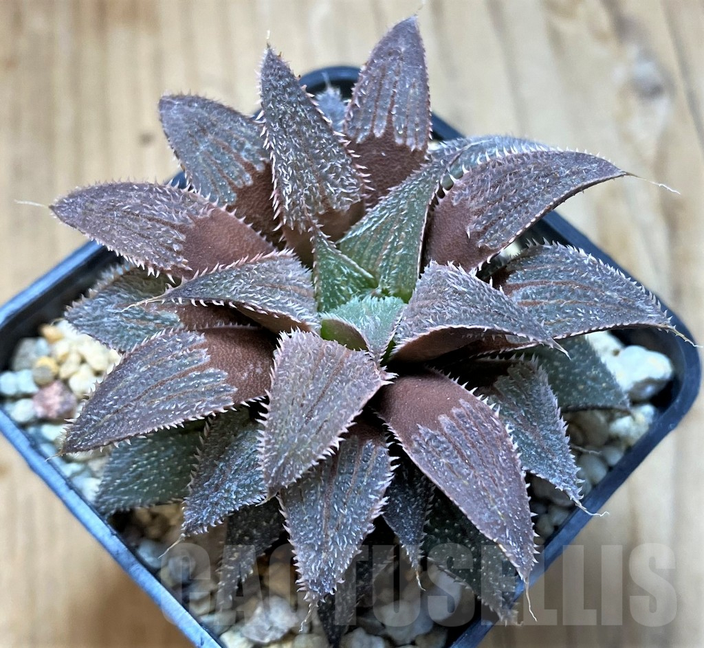 SH10970 Haworthia wimii hybrid -Japan-