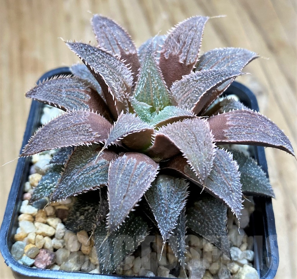 SH10970 Haworthia wimii hybrid -Japan- - immagine 2