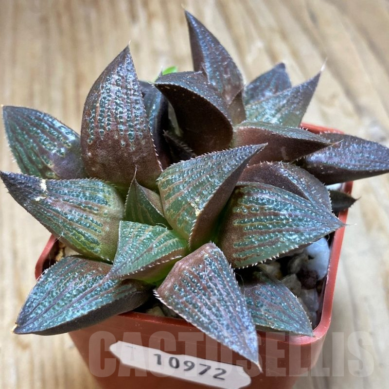 SH10972 Haworthia magnifica hybrid