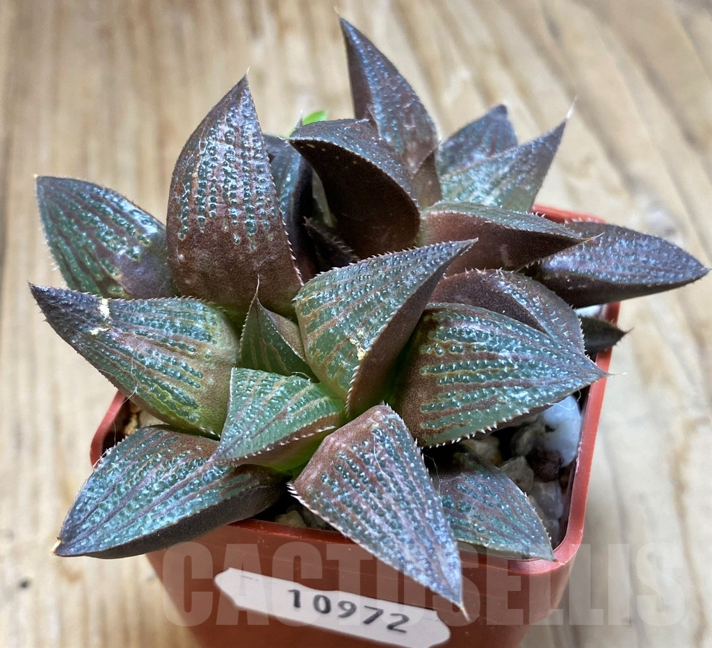 SH10972 Haworthia magnifica hybrid