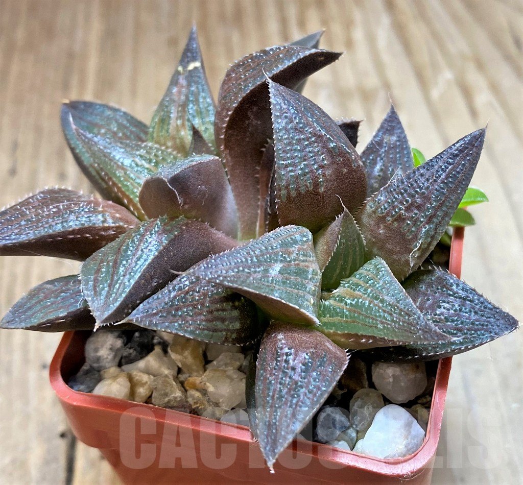 SH10972 Haworthia magnifica hybrid - Image 2