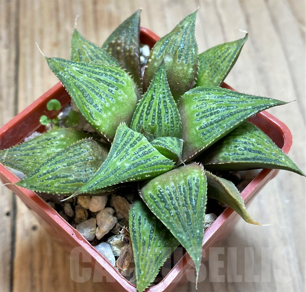 SH10973 Haworthia magnifica hybrid - Image 2