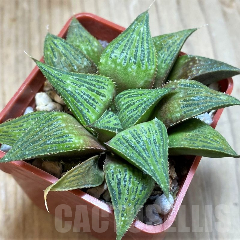 SH10973 Haworthia magnifica hybrid