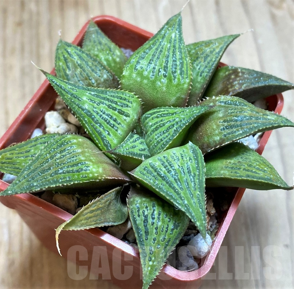 SH10973 Haworthia magnifica hybrid