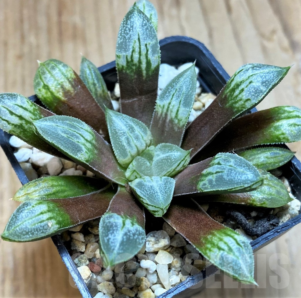 SH10974 Haworthia 'Love Heart'
