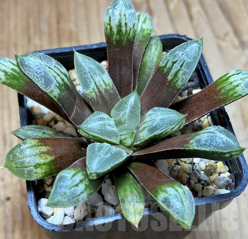 SH10974 Haworthia 'Love Heart' - Image 2