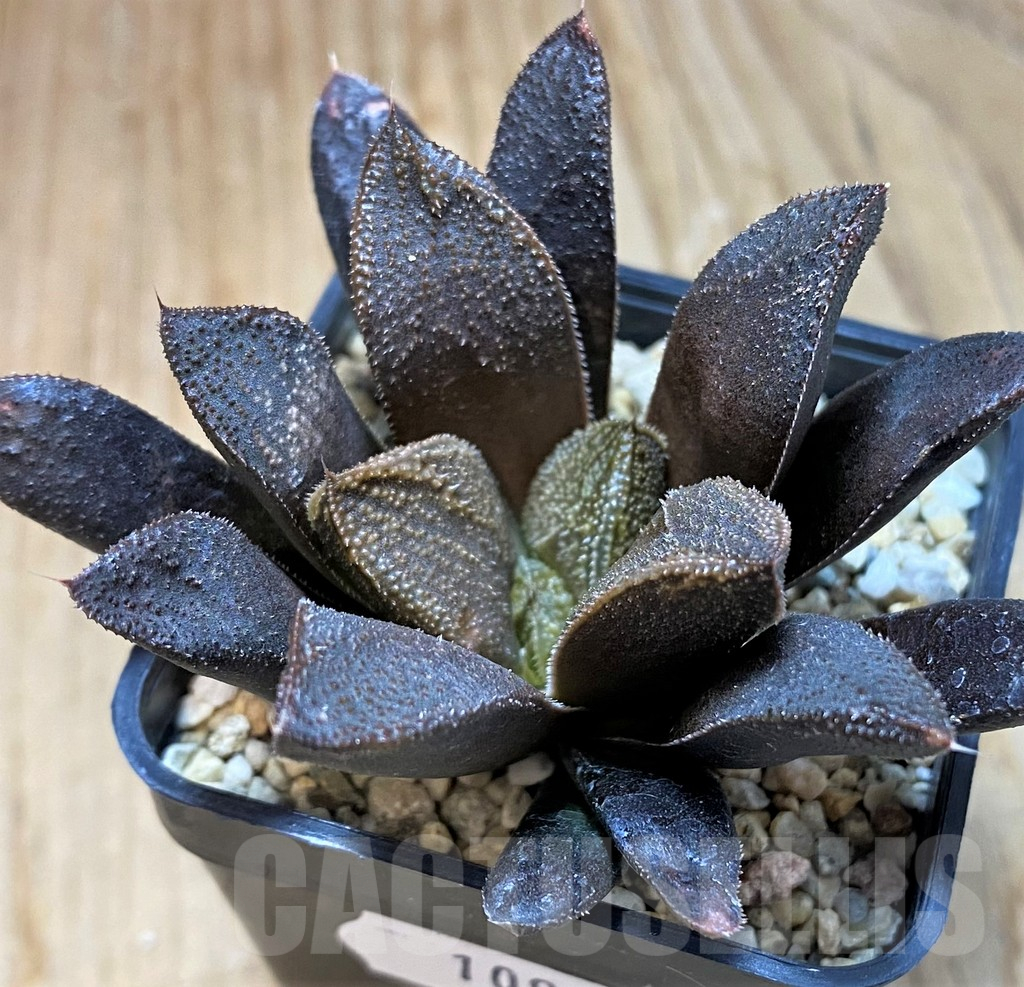 SH10975 Haworthia 'Chocolate' hybrid - Image 2
