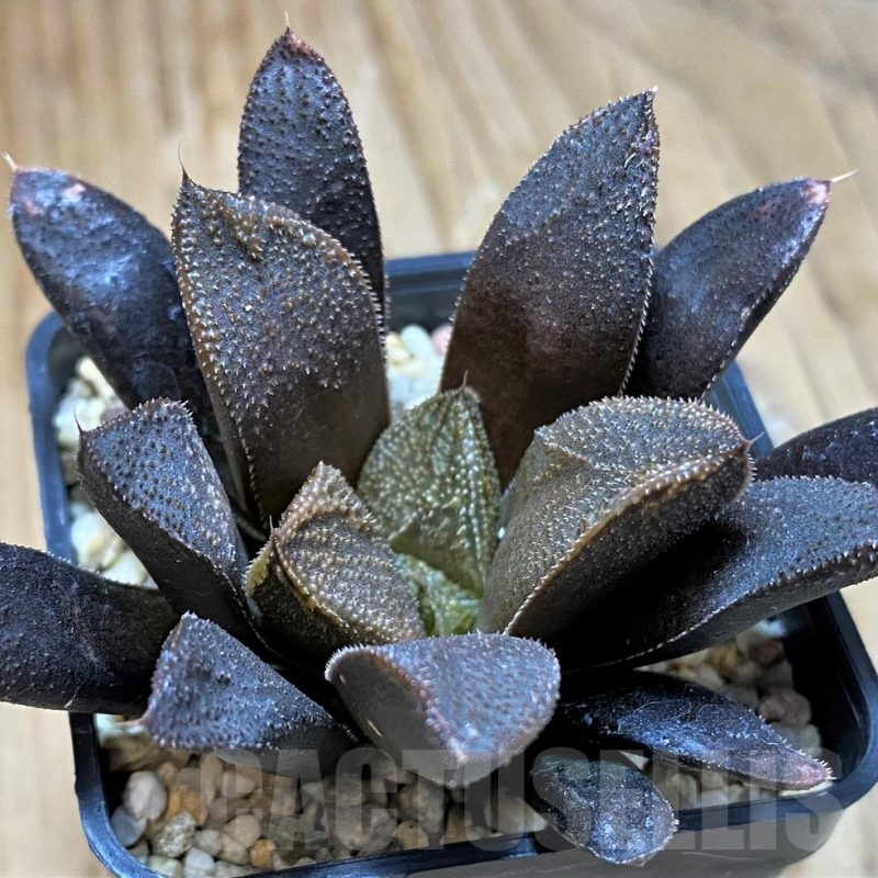 SH10975 Haworthia 'Chocolate' hybrid