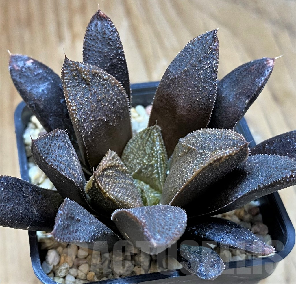 SH10975 Haworthia 'Chocolate' hybrid