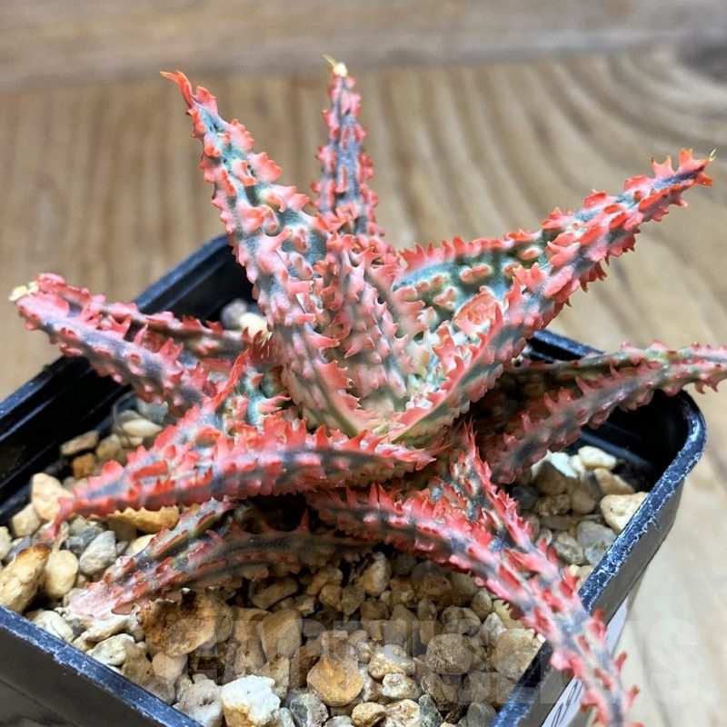 SH10976 Aloe TCT hybrid