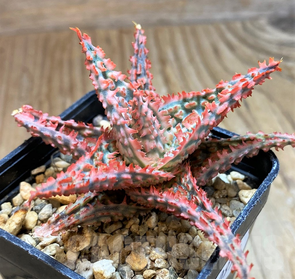 SH10976 Aloe TCT hybrid