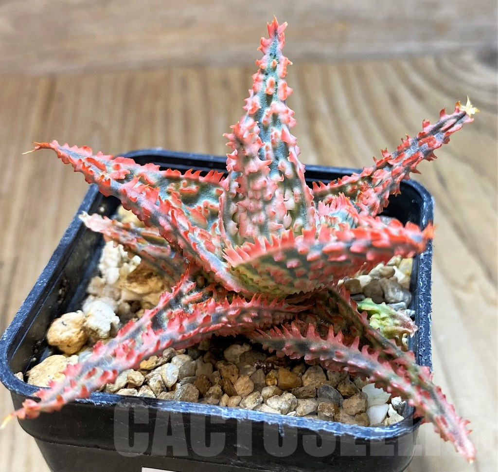 SH10976 Aloe TCT hybrid - 画像 (2)