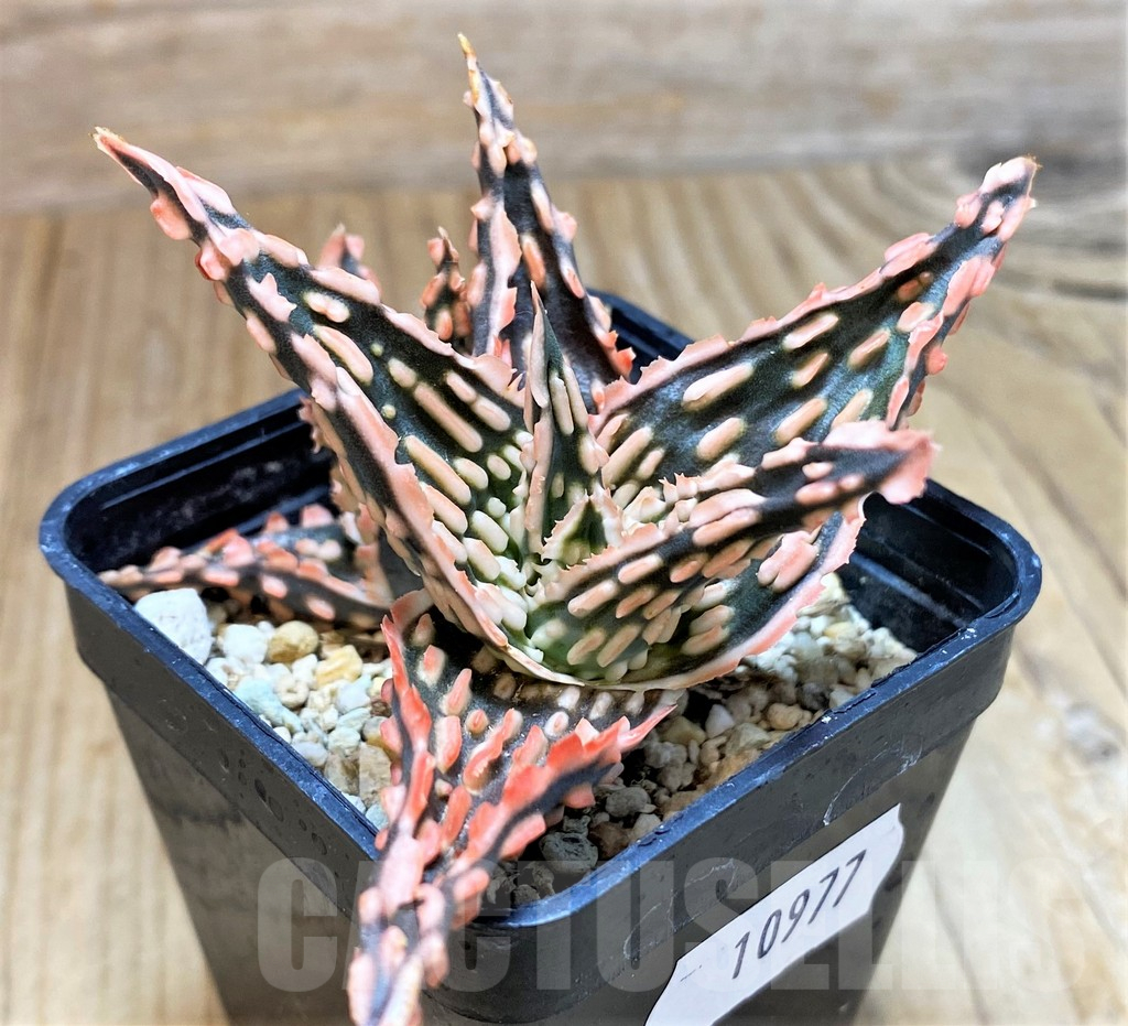 SH10977 Aloe TCT hybrid