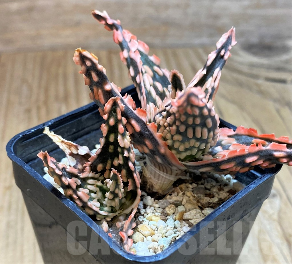 SH10977 Aloe TCT hybrid - immagine 2