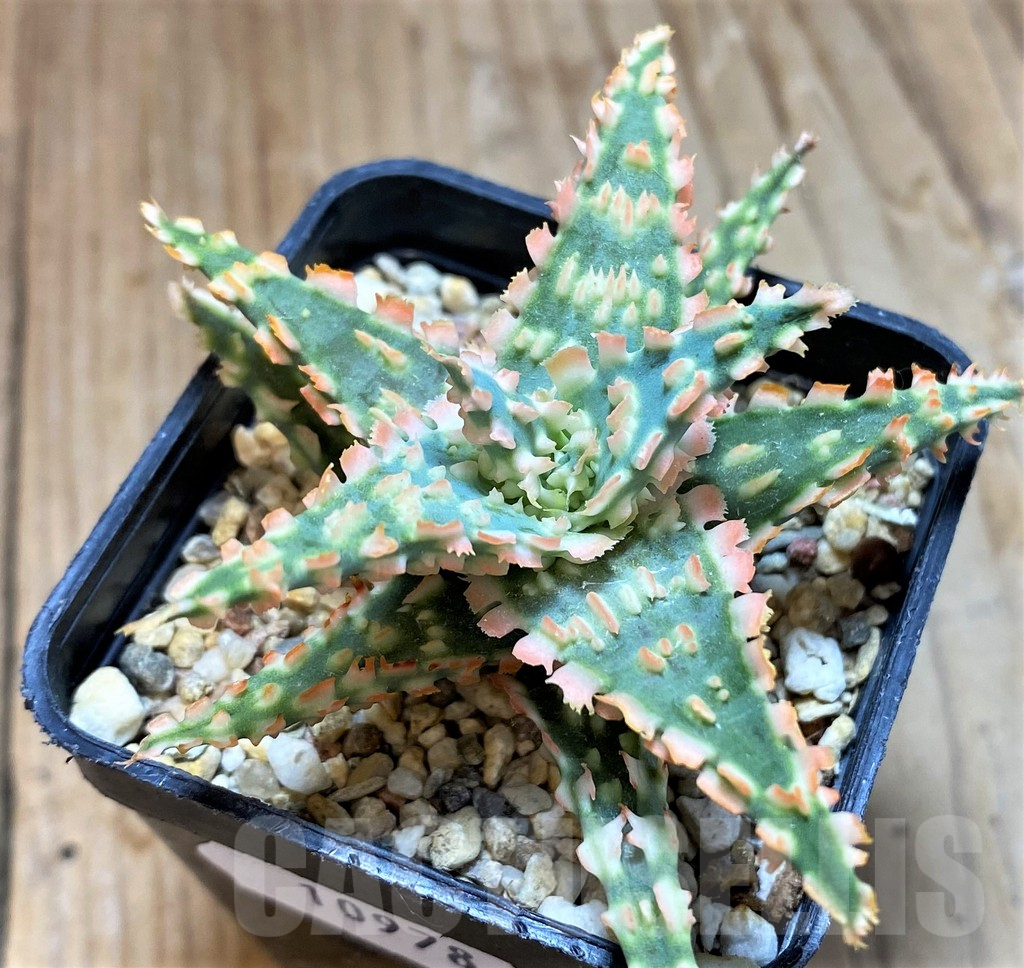 SH10978 Aloe TCT hybrid - Image 2