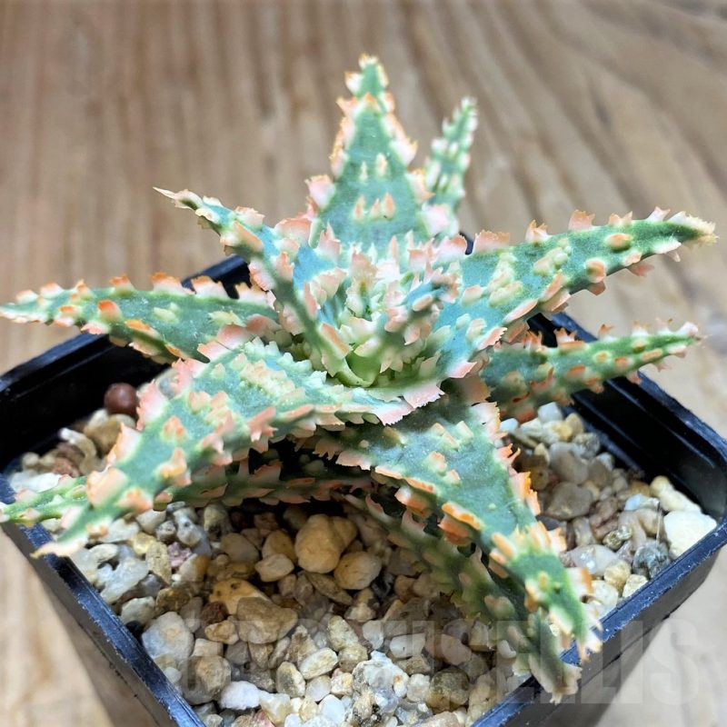 SH10978 Aloe TCT hybrid