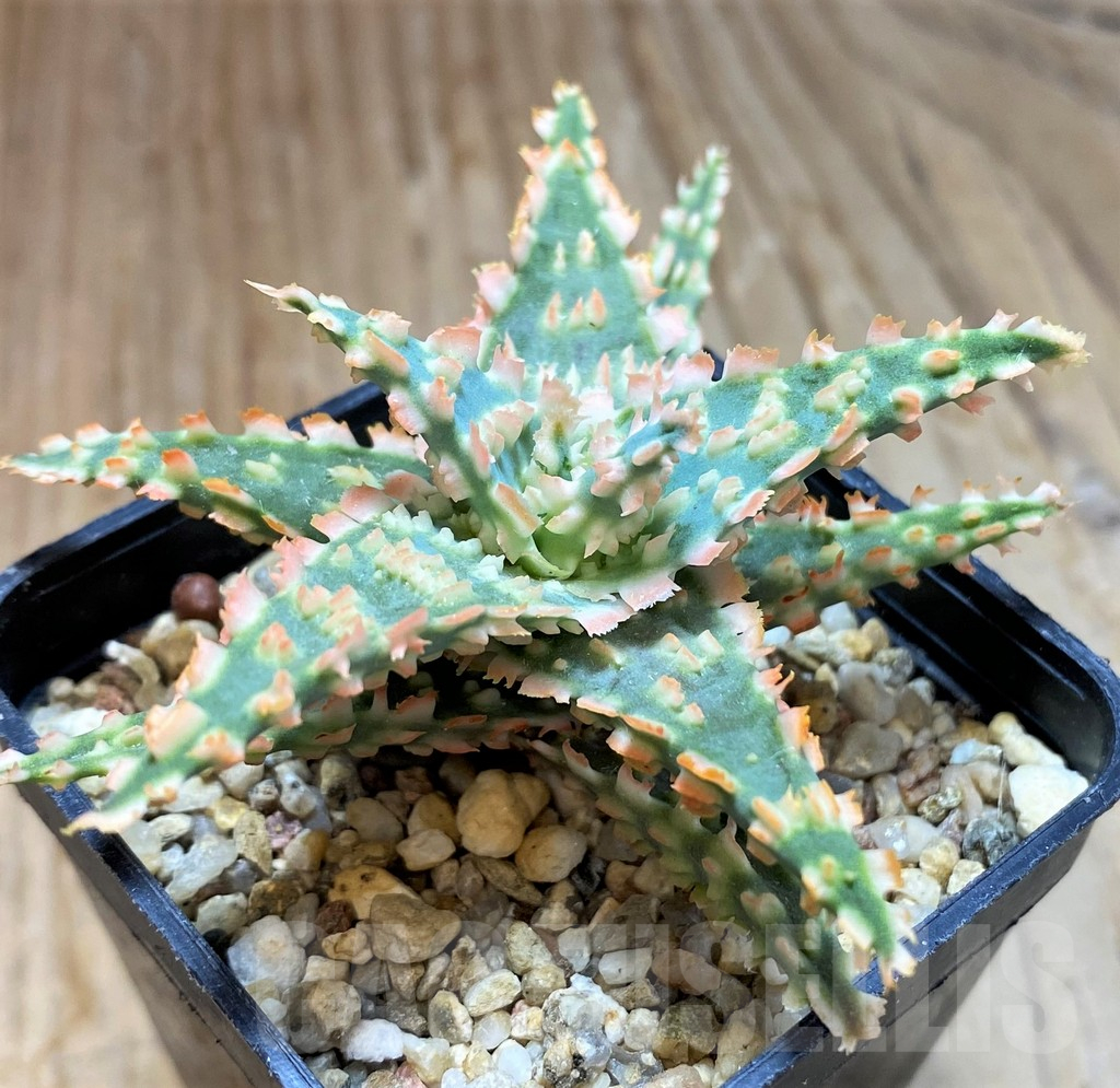 SH10978 Aloe TCT hybrid