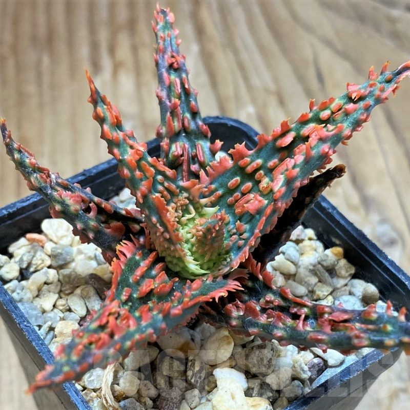 SH10979 Aloe TCT hybrid
