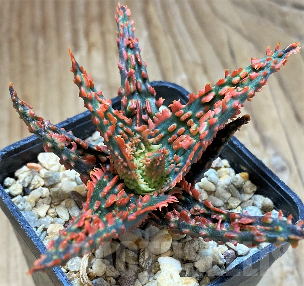 SH10979 Aloe TCT hybrid