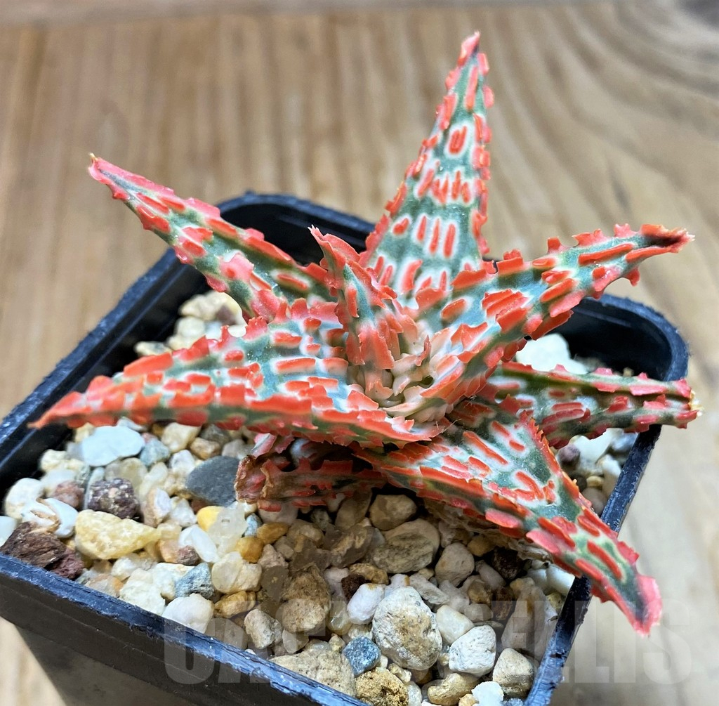 SH10980 Aloe TCT hybrid