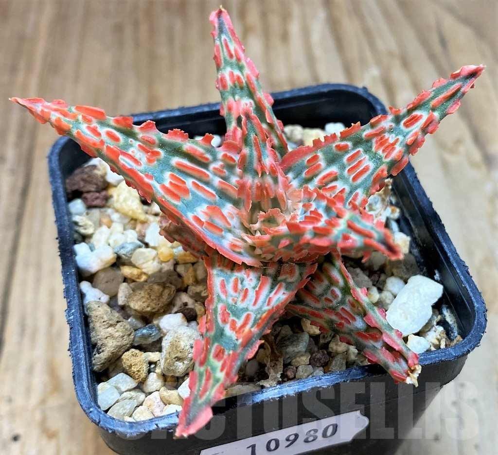 SH10980 Aloe TCT hybrid - immagine 2