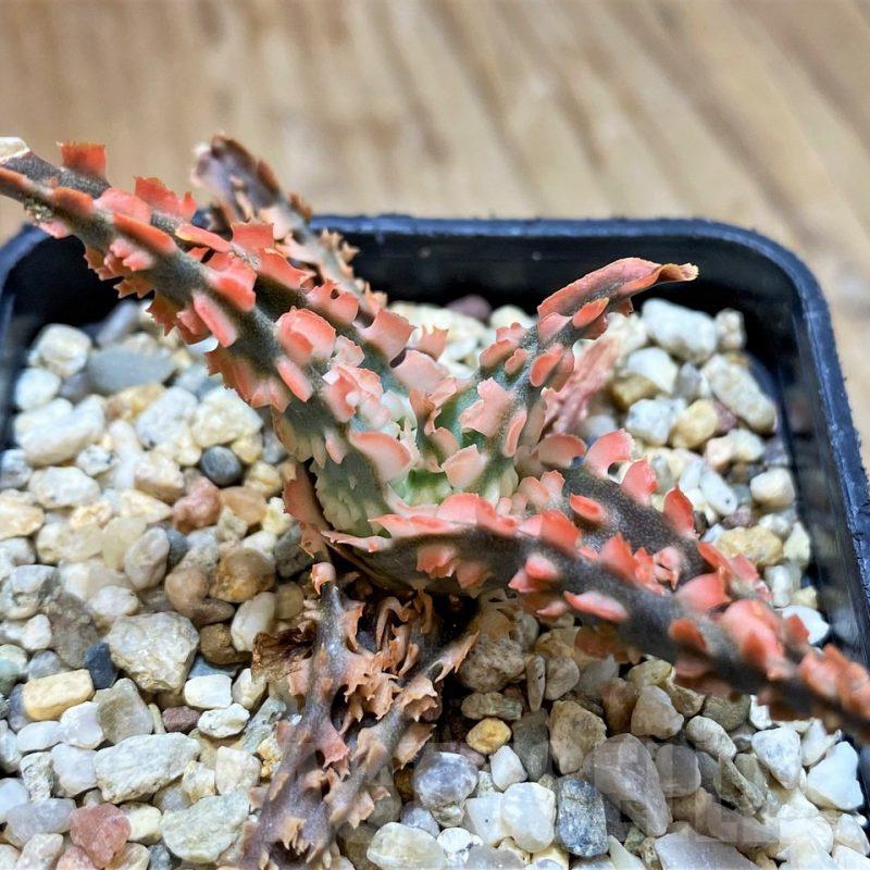 SH10981 Aloe TCT hybrid