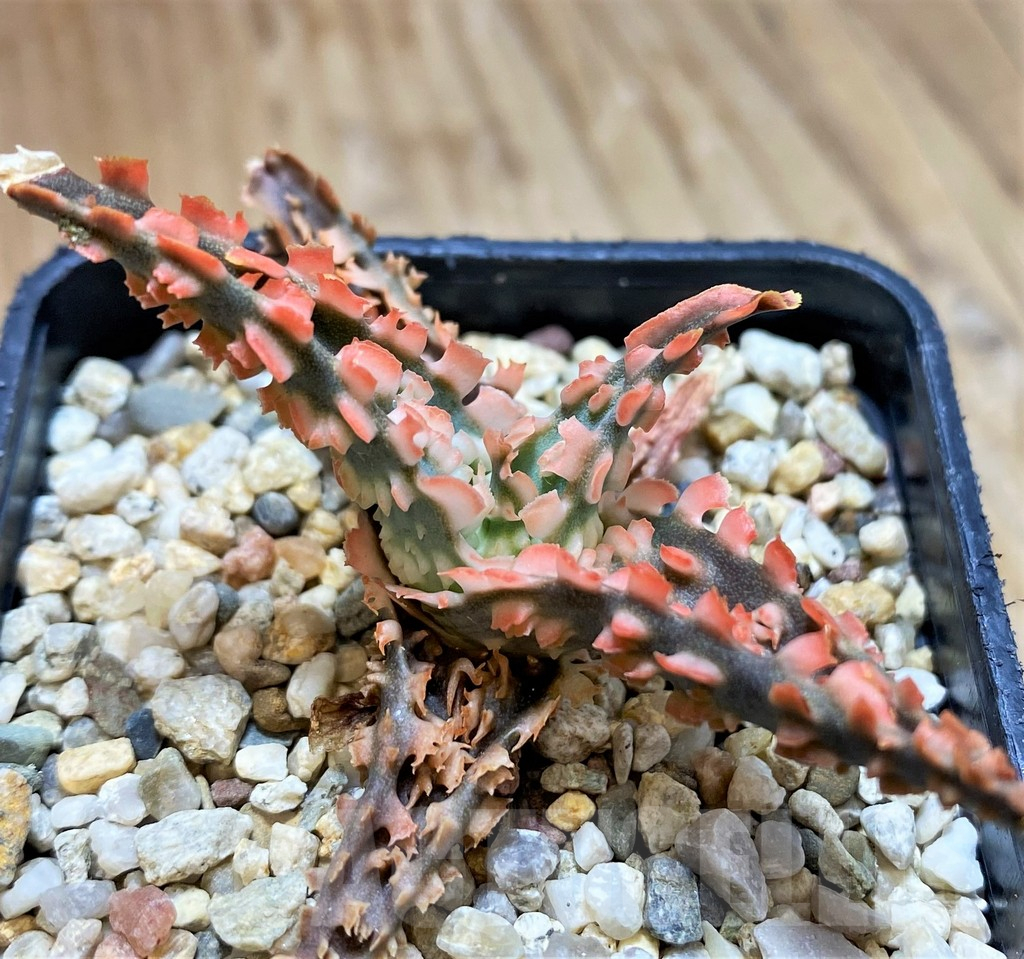 SH10981 Aloe TCT hybrid