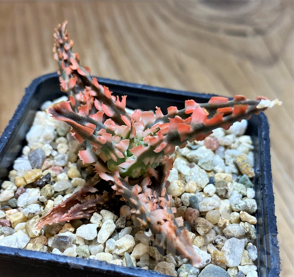 SH10981 Aloe TCT hybrid - immagine 2