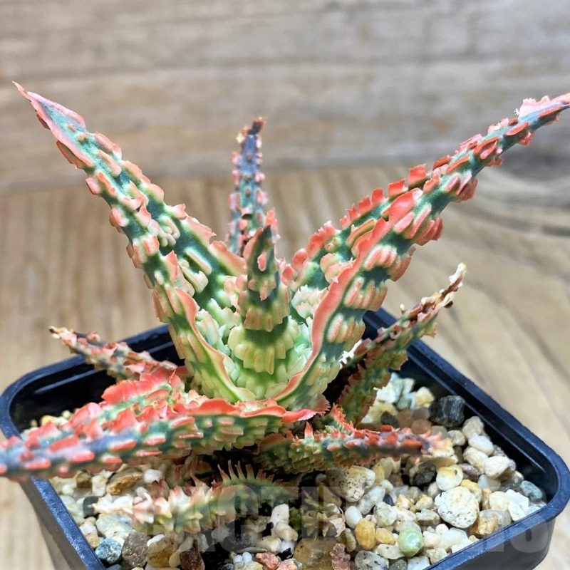 SH10982 Aloe TCT hybrid